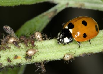 Est-ce que les coccinelles dorment ?