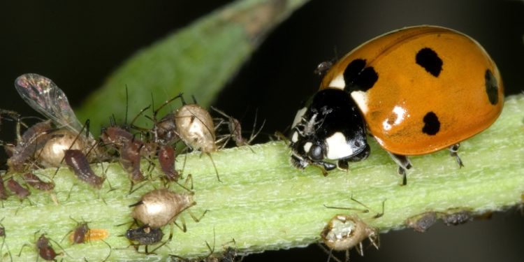 Est-ce que les coccinelles dorment ?