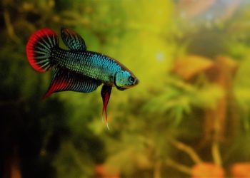 Comment bien aménager un aquarium pour un poisson combattant ?
