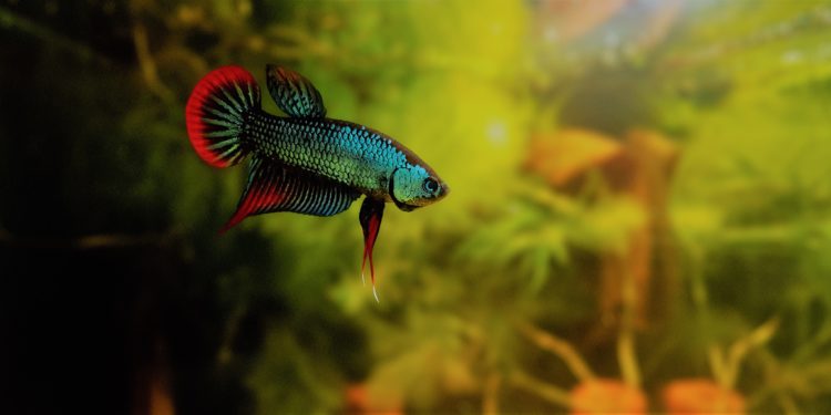 Comment bien aménager un aquarium pour un poisson combattant ?