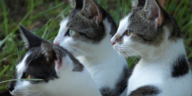 Est-ce que les chats aiment la coriandre ?