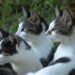 Est-ce que les chats aiment la coriandre ?