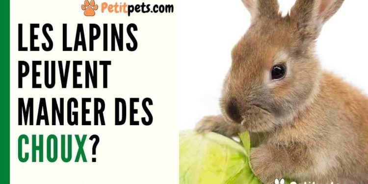 Est-ce que les lapins mangent de la pastèque ?