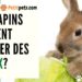 Est-ce que les lapins mangent de la pastèque ?