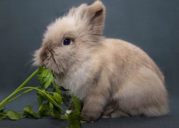 Est-ce que les lapins nains peuvent manger de la salade ?