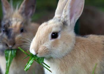 Est-ce que les lapin peuvent manger de l'herbe ?