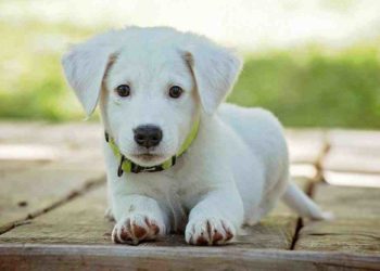 Quels sont les animaux que l'on peut adopter ?