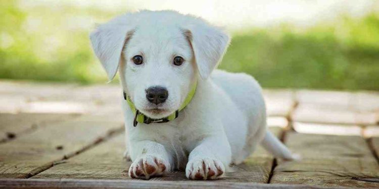 Quels sont les animaux que l'on peut adopter ?