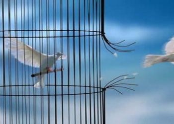 Pourquoi la colombe représente la liberté ?