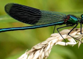 Comment est une libellule ?
