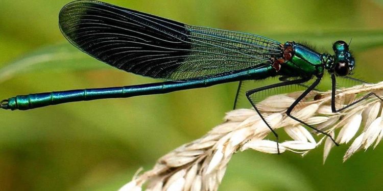 Comment est une libellule ?