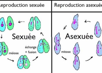 Qu'est-ce qui caractérise la reproduction sexuée ?