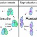 Qu'est-ce qui caractérise la reproduction sexuée ?