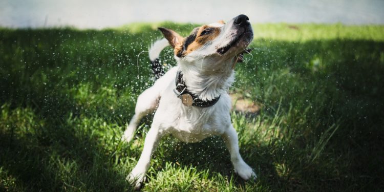 Est-ce qu'un Jack Russel aboie beaucoup ?