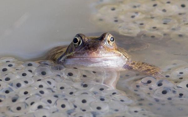 Quelle est la période de reproduction des grenouilles ?