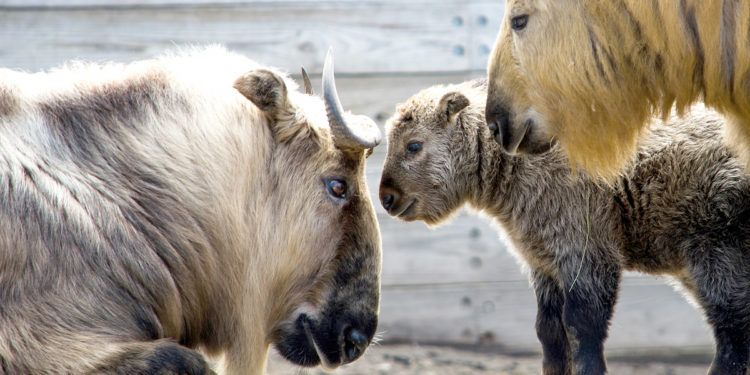 Quelle est l'espèce la plus menacée ?