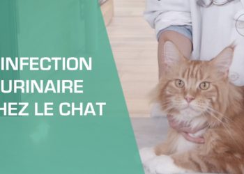 Comment soigner une infection urinaire chez le chat ?