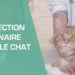 Comment soigner une infection urinaire chez le chat ?