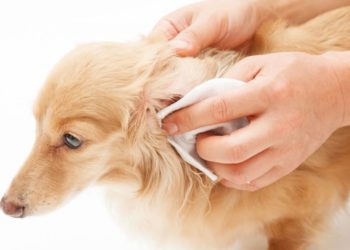 Comment décalotter un chien pour nettoyer ?