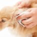 Comment décalotter un chien pour nettoyer ?