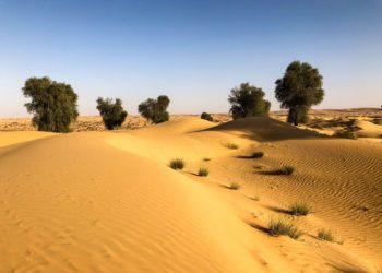 Comment s'appellent les gens qui vivent dans le désert ?