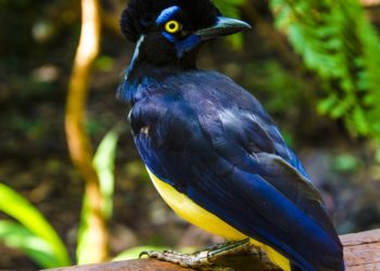 Est-ce que les serpents sont des mammifères ?