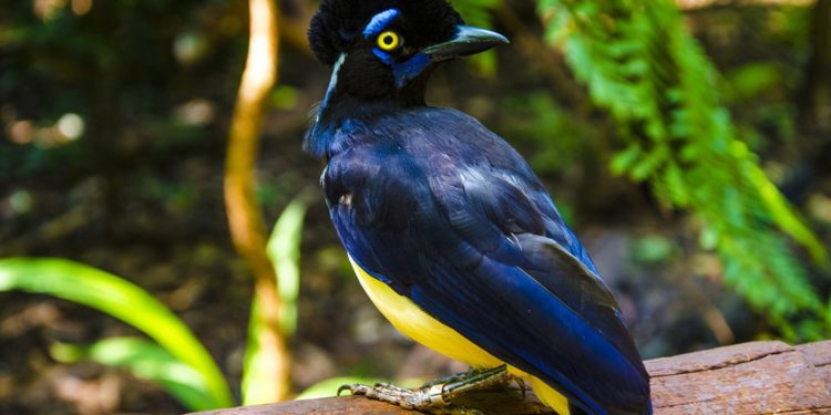 Est-ce que les serpents sont des mammifères ?