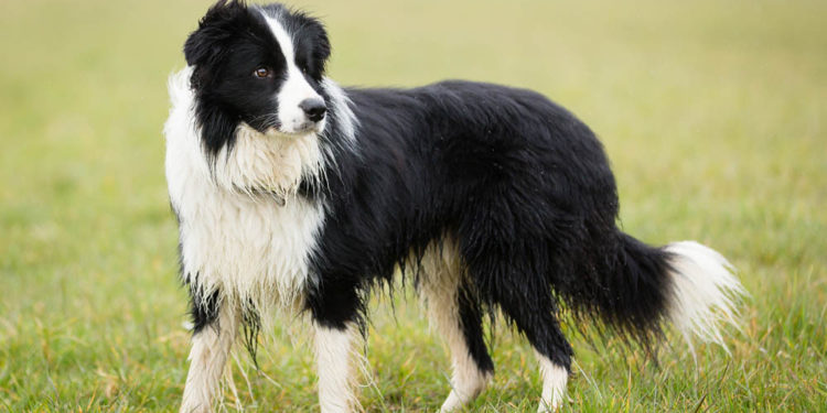 Quelle est la catégorie du Border Collie ?