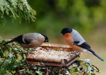 Quels sont les oiseaux de la nature ?
