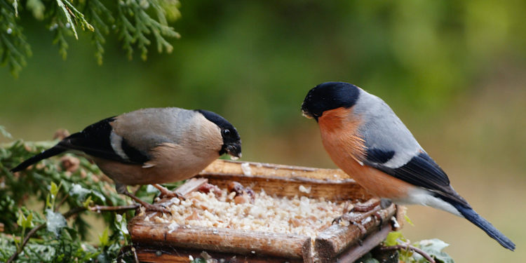 Quels sont les oiseaux de la nature ?