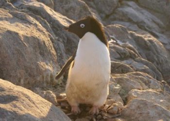 Quels sont les animaux qui vivent sur la banquise ?