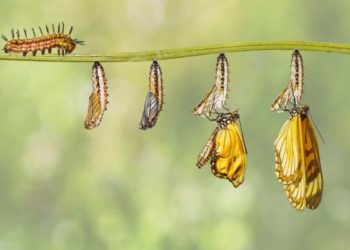 Quelles sont les étapes de la métamorphose du papillon ?