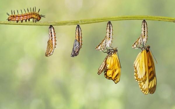 Quelles sont les étapes de la métamorphose du papillon ?