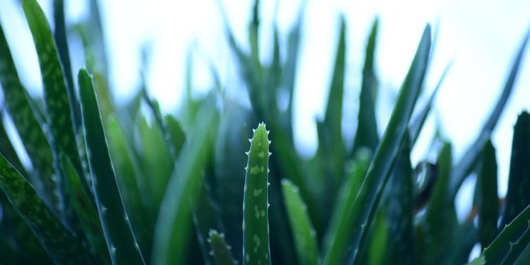 Est-ce que l'aloe vera est toxique ?