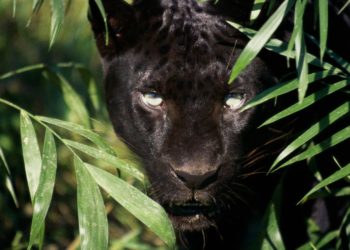 Quel animaux en Amazonie ?