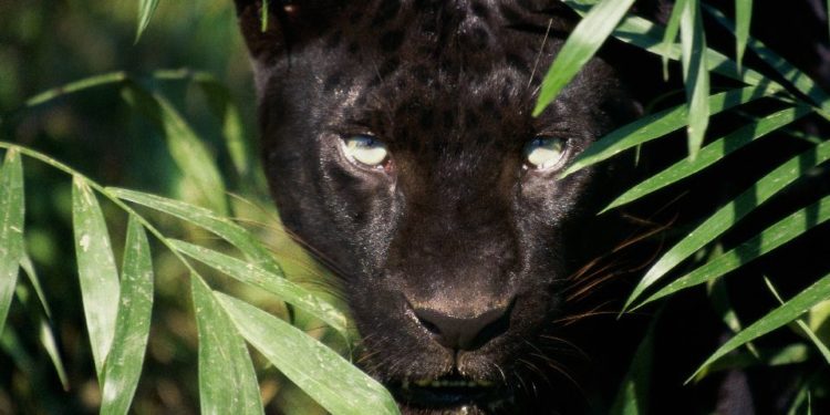 Quel animaux en Amazonie ?