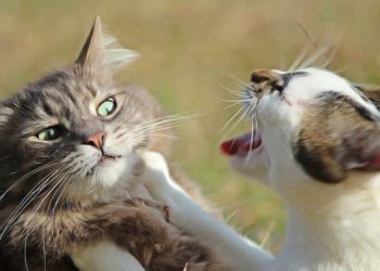 Comment soigner une pyodermite chez le chat ?