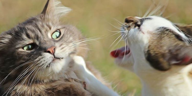 Comment soigner une pyodermite chez le chat ?