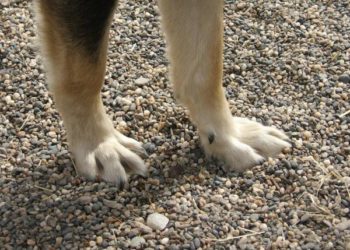 Pourquoi mon chien se mordille la peau ?