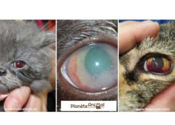 Pourquoi mon chat a des petits yeux ?