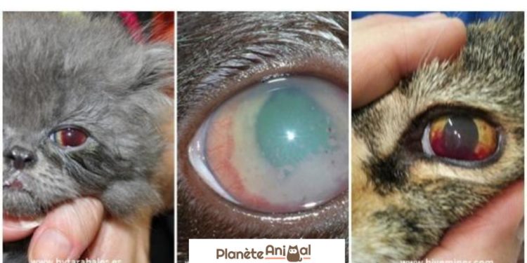 Pourquoi mon chat a des petits yeux ?