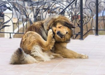 Pourquoi mon chien se gratte tout le temps alors qu'il n'a pas de puces ?