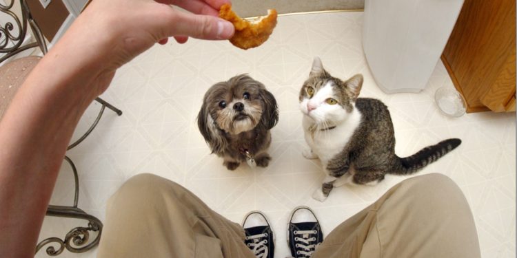 Quelles croquettes choisir chat ?