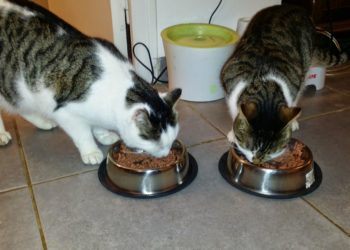 Quel type de croquette sans céréales choisir ?