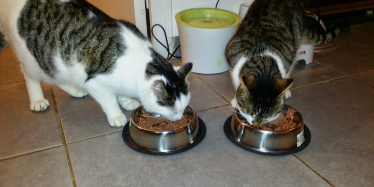 Quel type de croquette sans céréales choisir ?