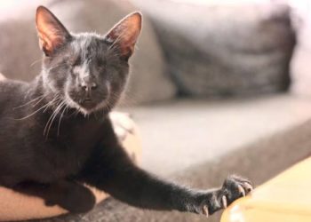 Comment éviter qu'un chat pisse toujours au même endroit ?