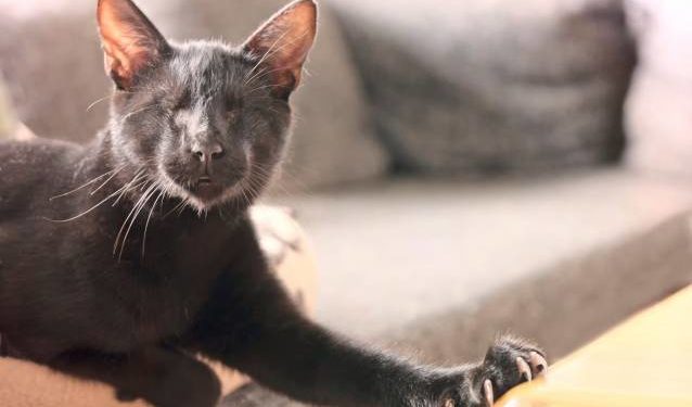 Comment éviter qu'un chat pisse toujours au même endroit ?