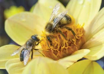 Comment attire des abeilles ?