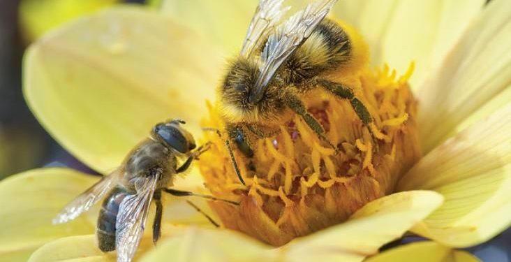 Comment attire des abeilles ?