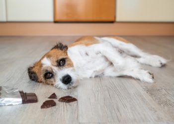 Comment savoir si mon chat a mangé une plante toxique ?